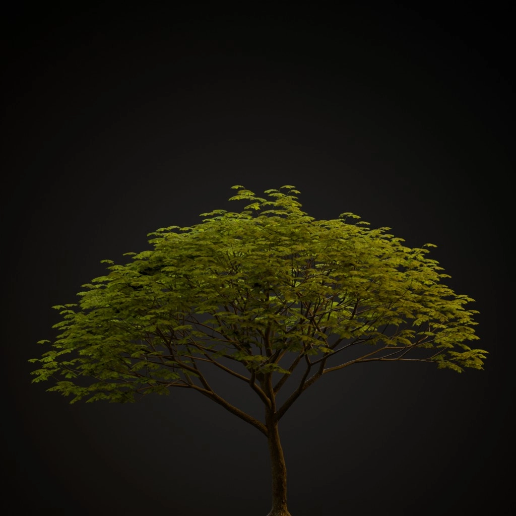 Chinese Flame Tree