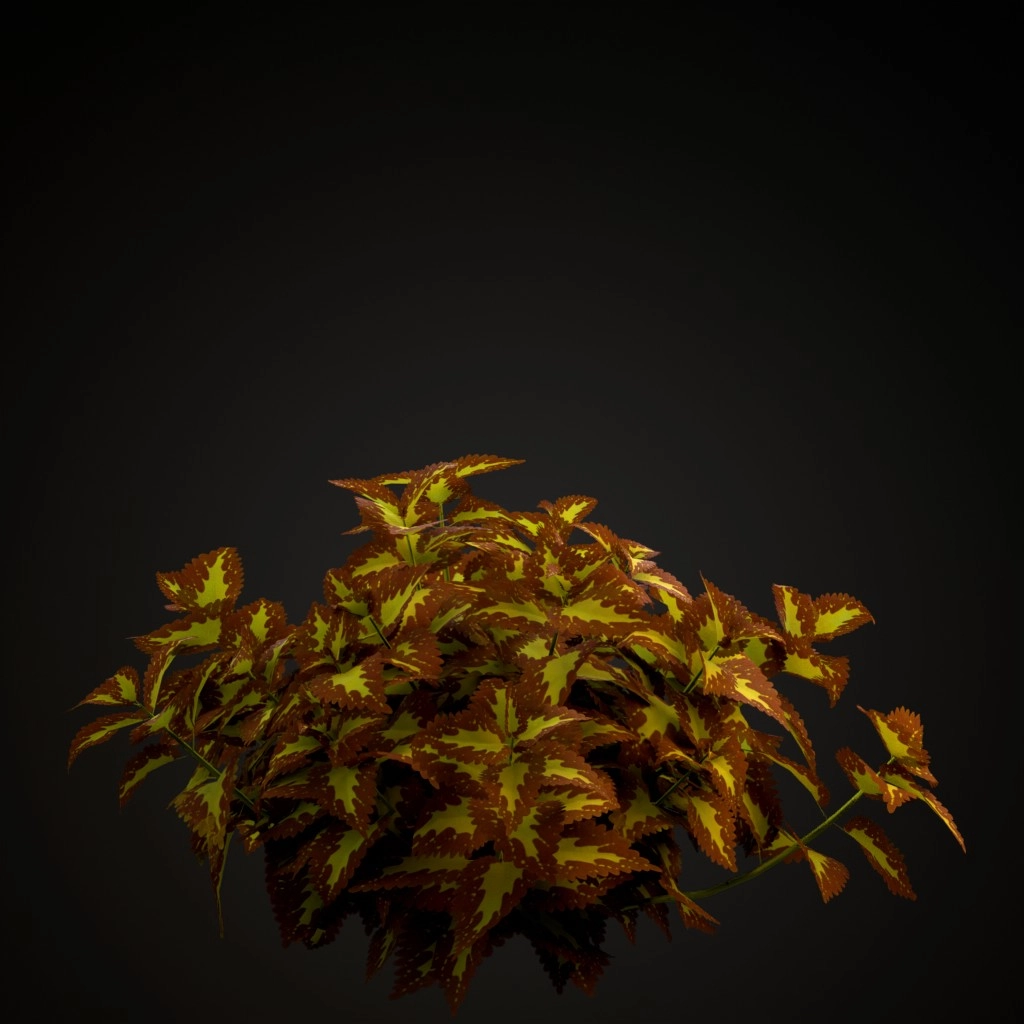 Saturn Coleus