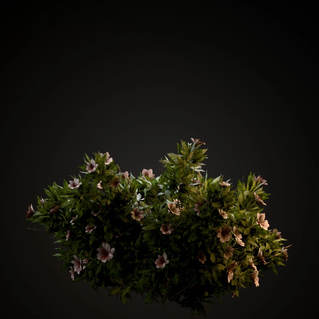 Azalea