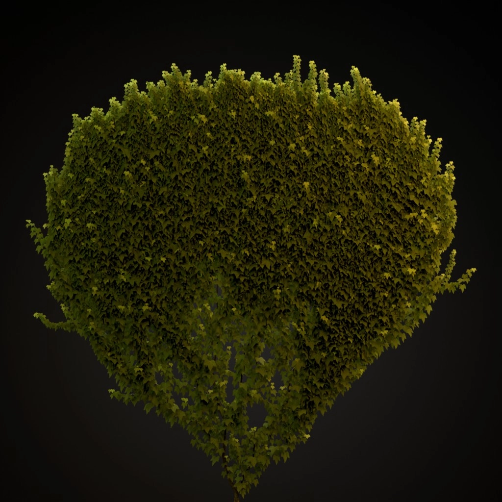 English Ivy