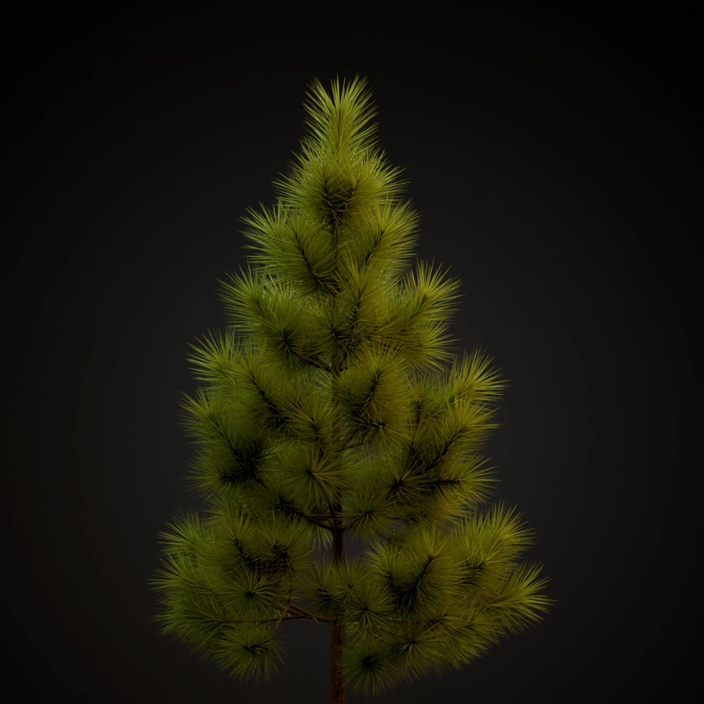 Ponderosa Pine V2