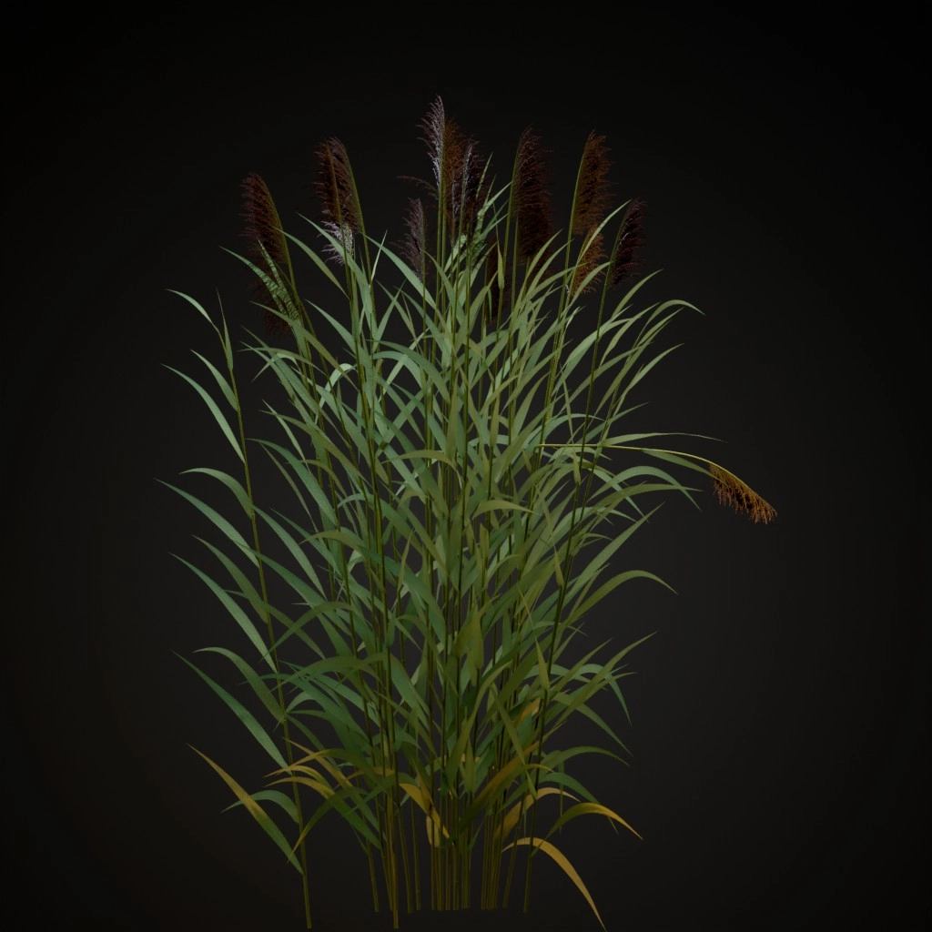 Common Reed