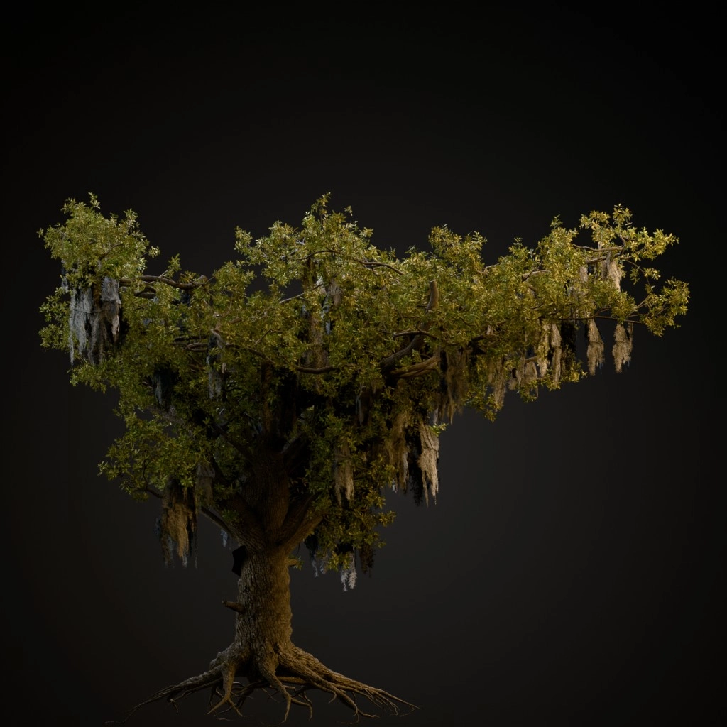Live Oak