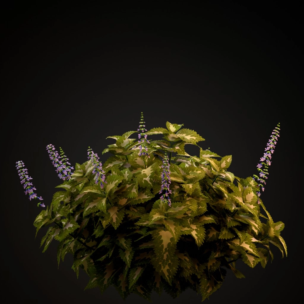 Wizard Jade Coleus