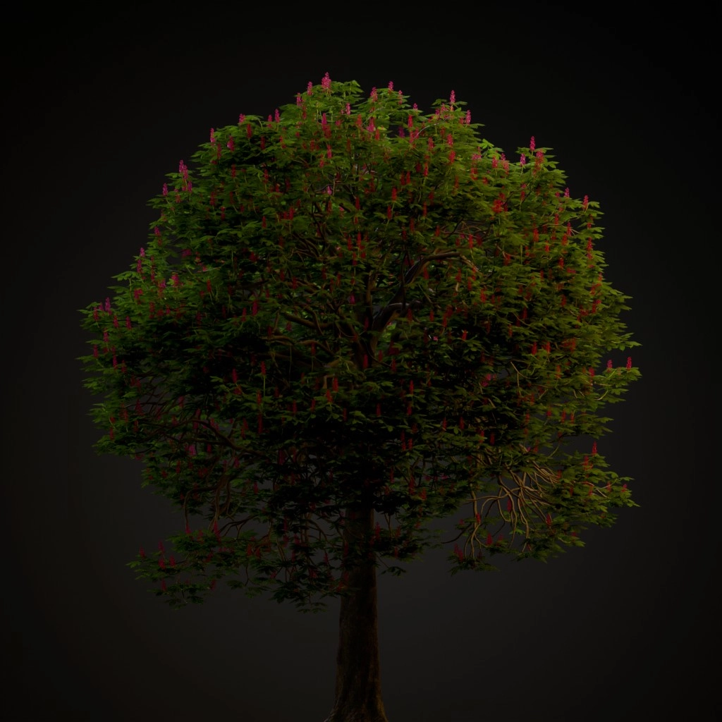 Red Horse Chestnut