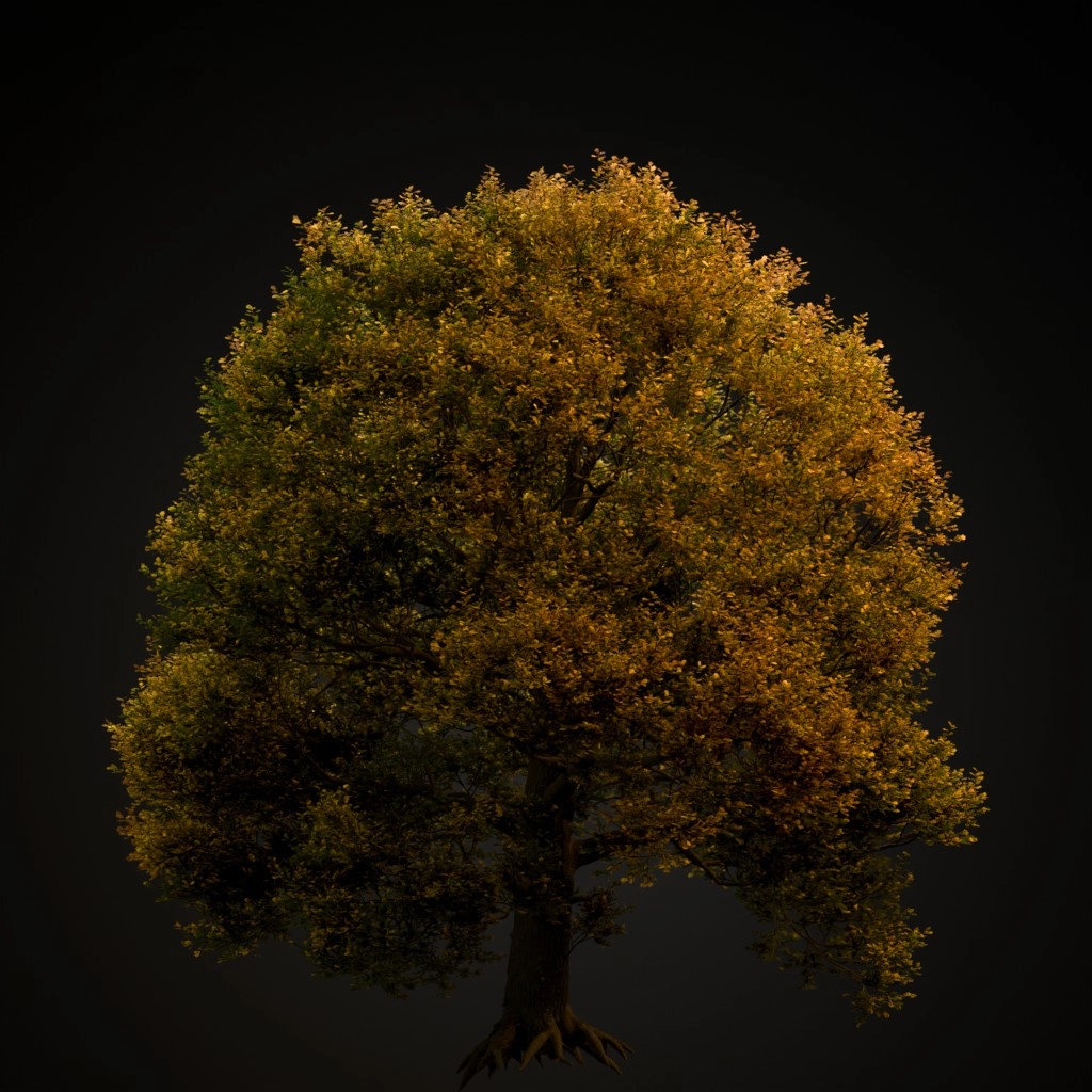 English Oak V2