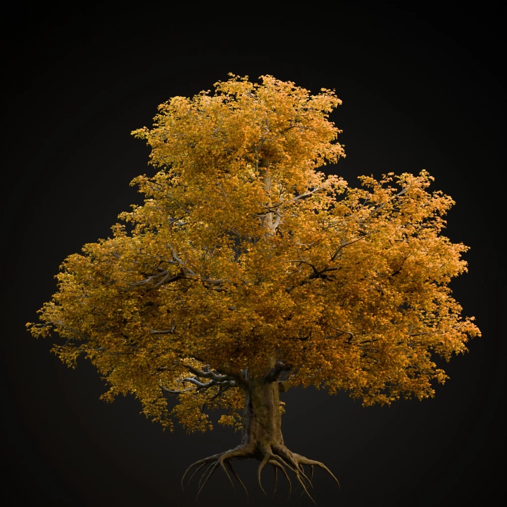 European Beech