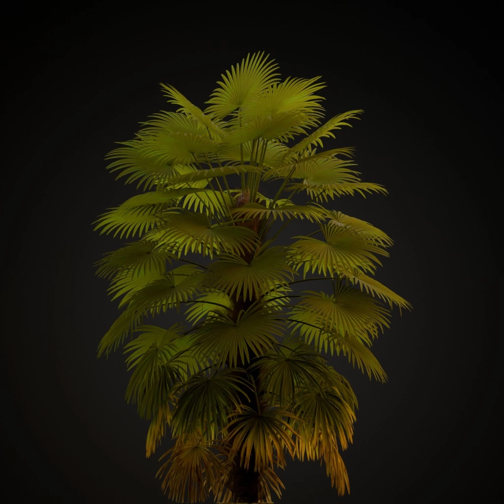 Windmill Palm