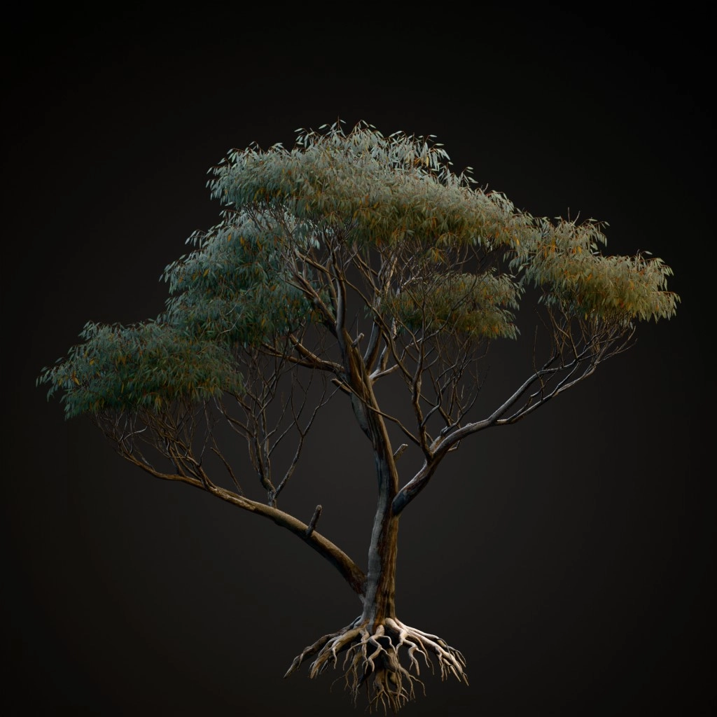 Snow Gum