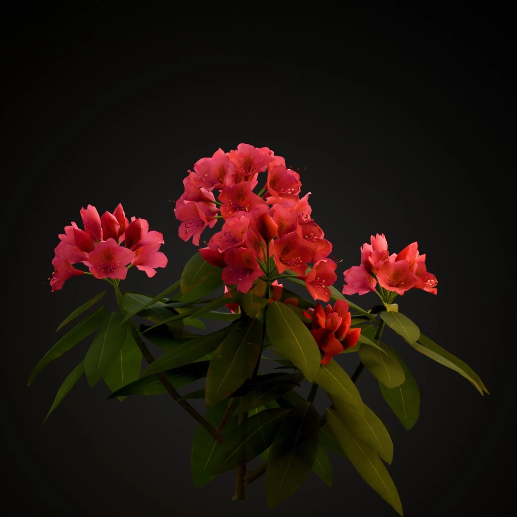 Nova Zembla Rhododendron