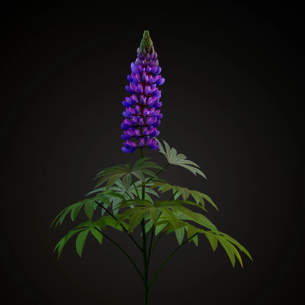 Bigleaf Lupine