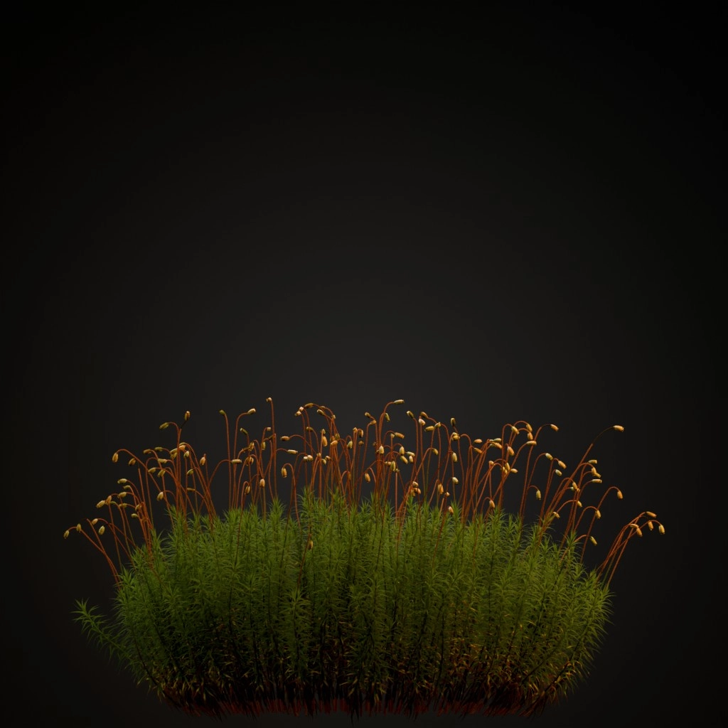Common Haircap Moss