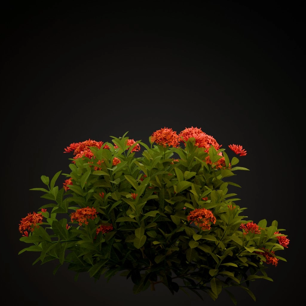 Chinese Ixora