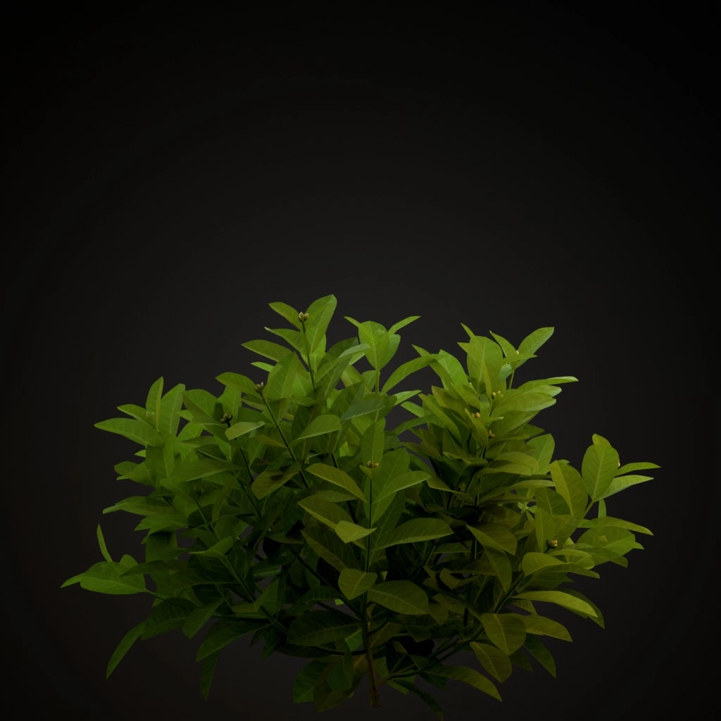 Chinese Ixora