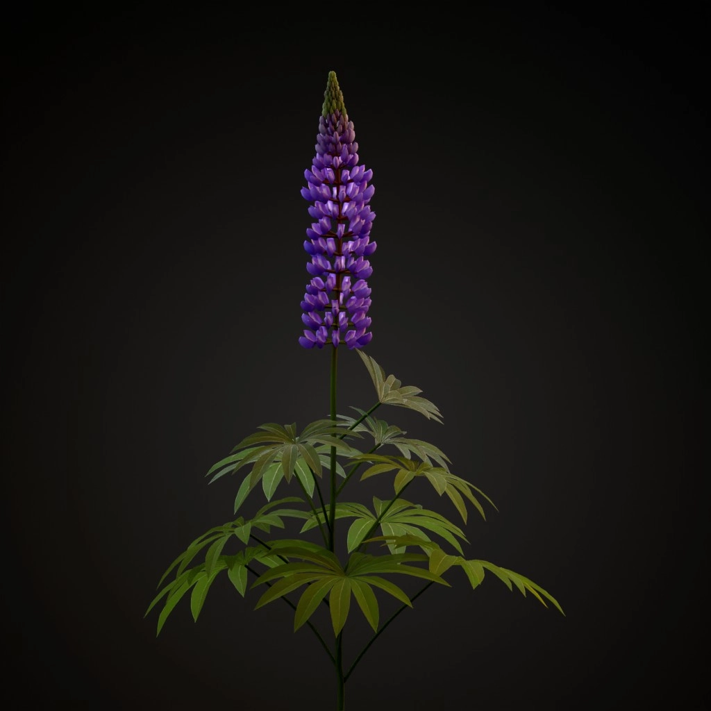 Bigleaf Lupine