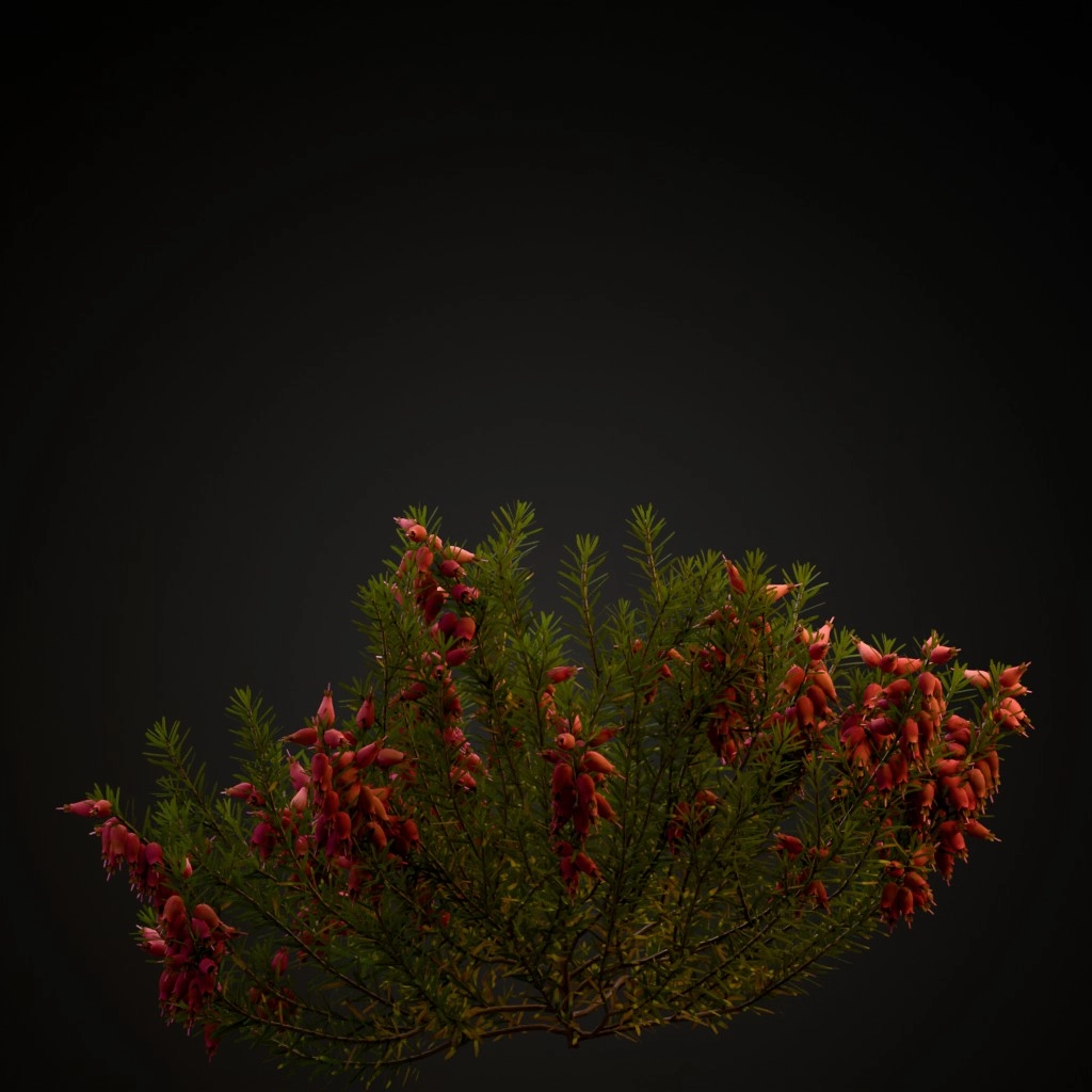 Winter Heath Dark Pink