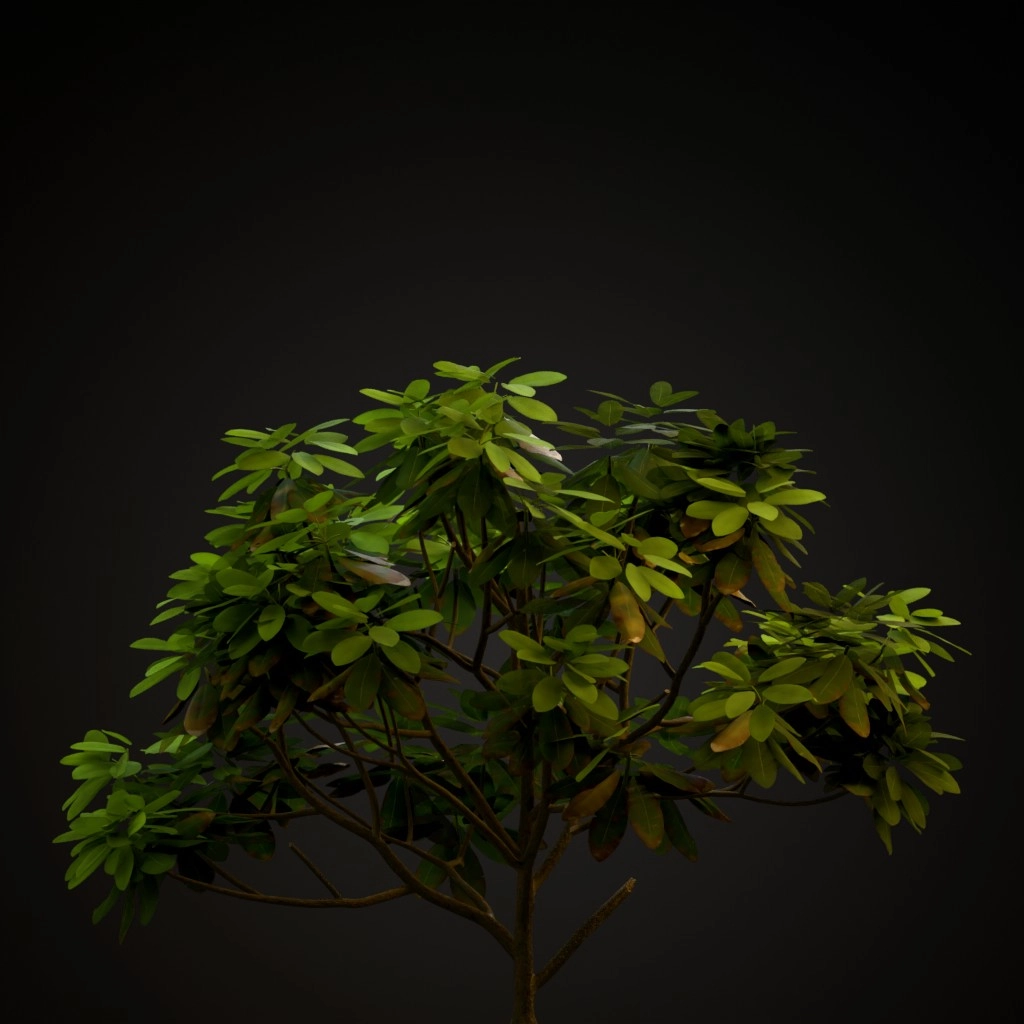 Catawba Rhododendron