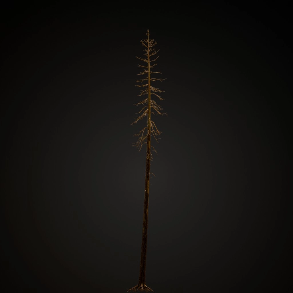 Dead Ponderosa