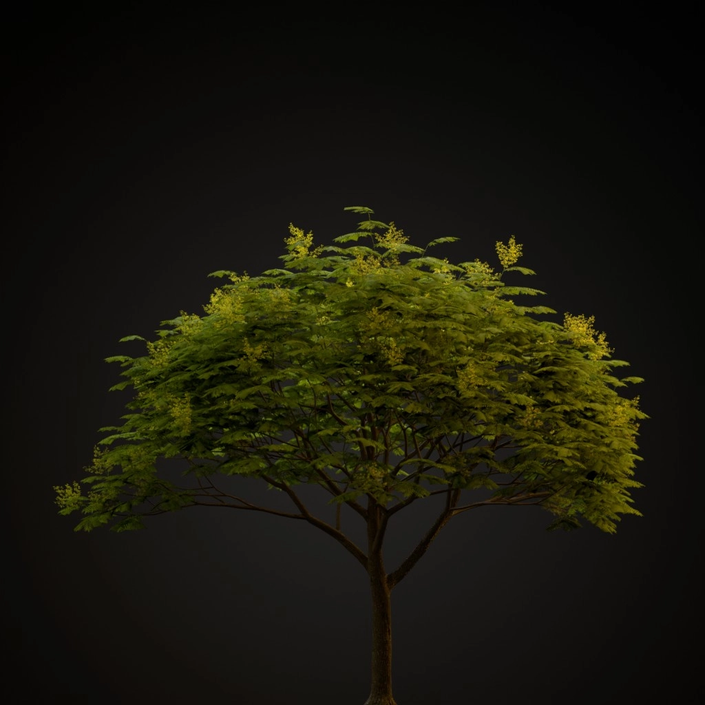 Chinese Flame Tree