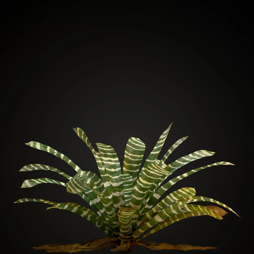 Flaming Sword Bromeliad