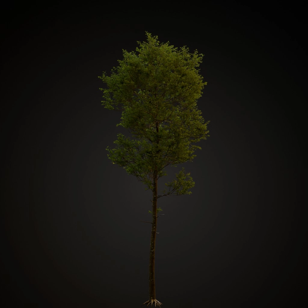 English Oak