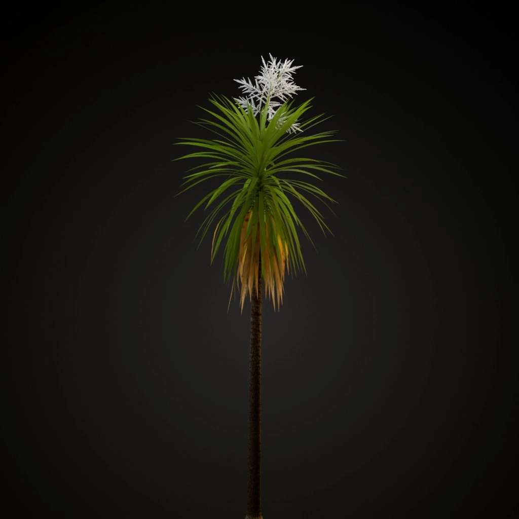 Cabbage Tree