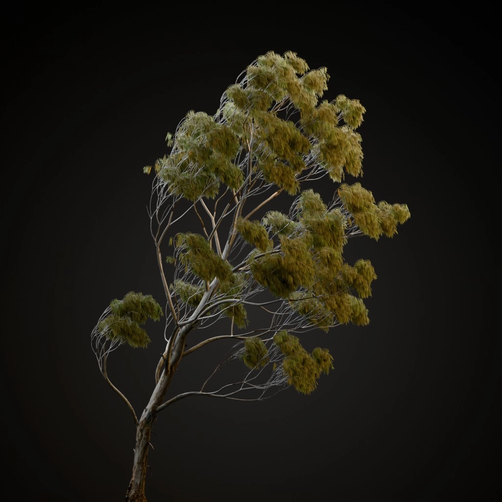 River Red Gum