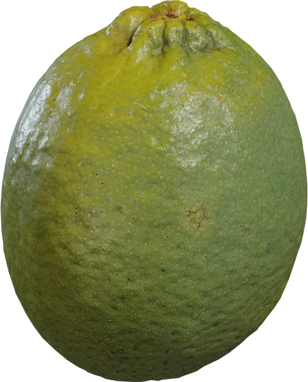 Realistic Green Lime Fruit — 3D model preview 5