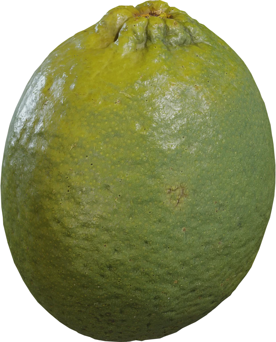 Realistic Green Lime Fruit