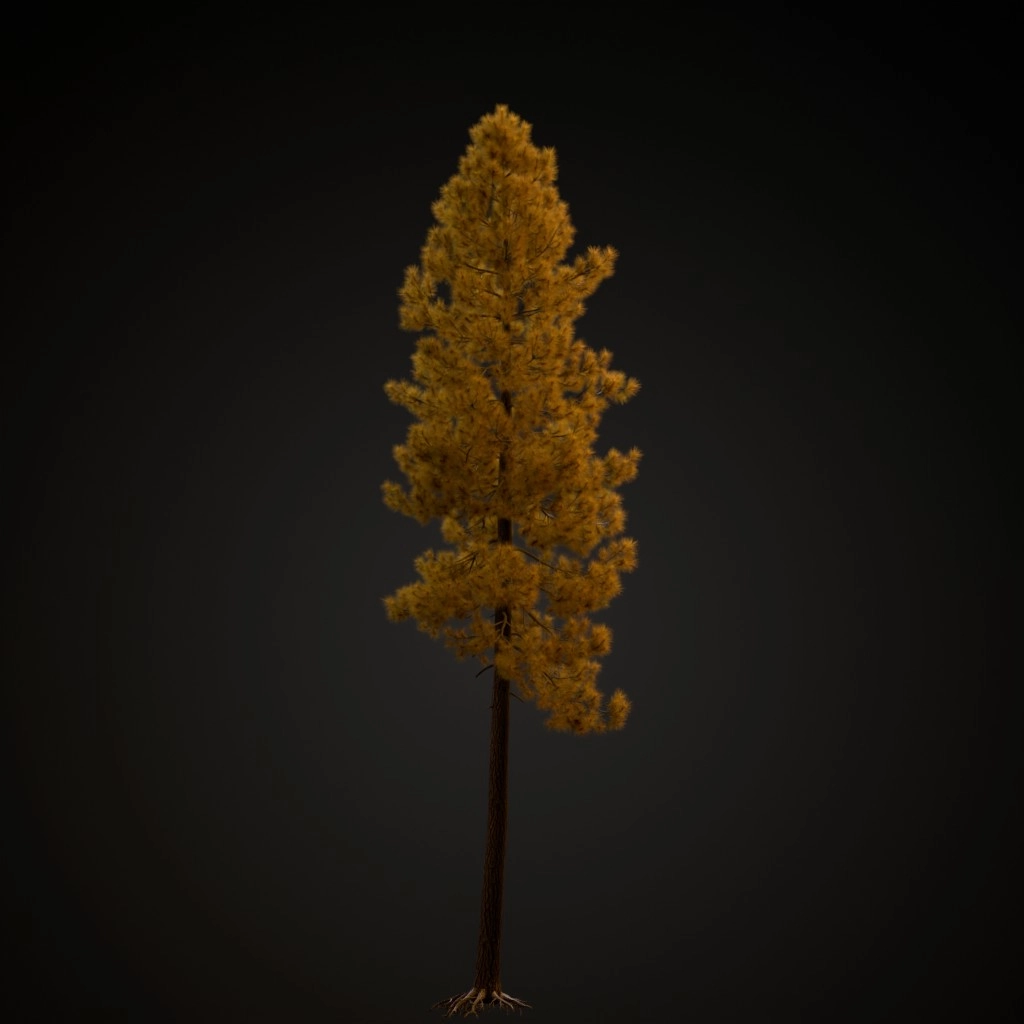 Ponderosa Pine