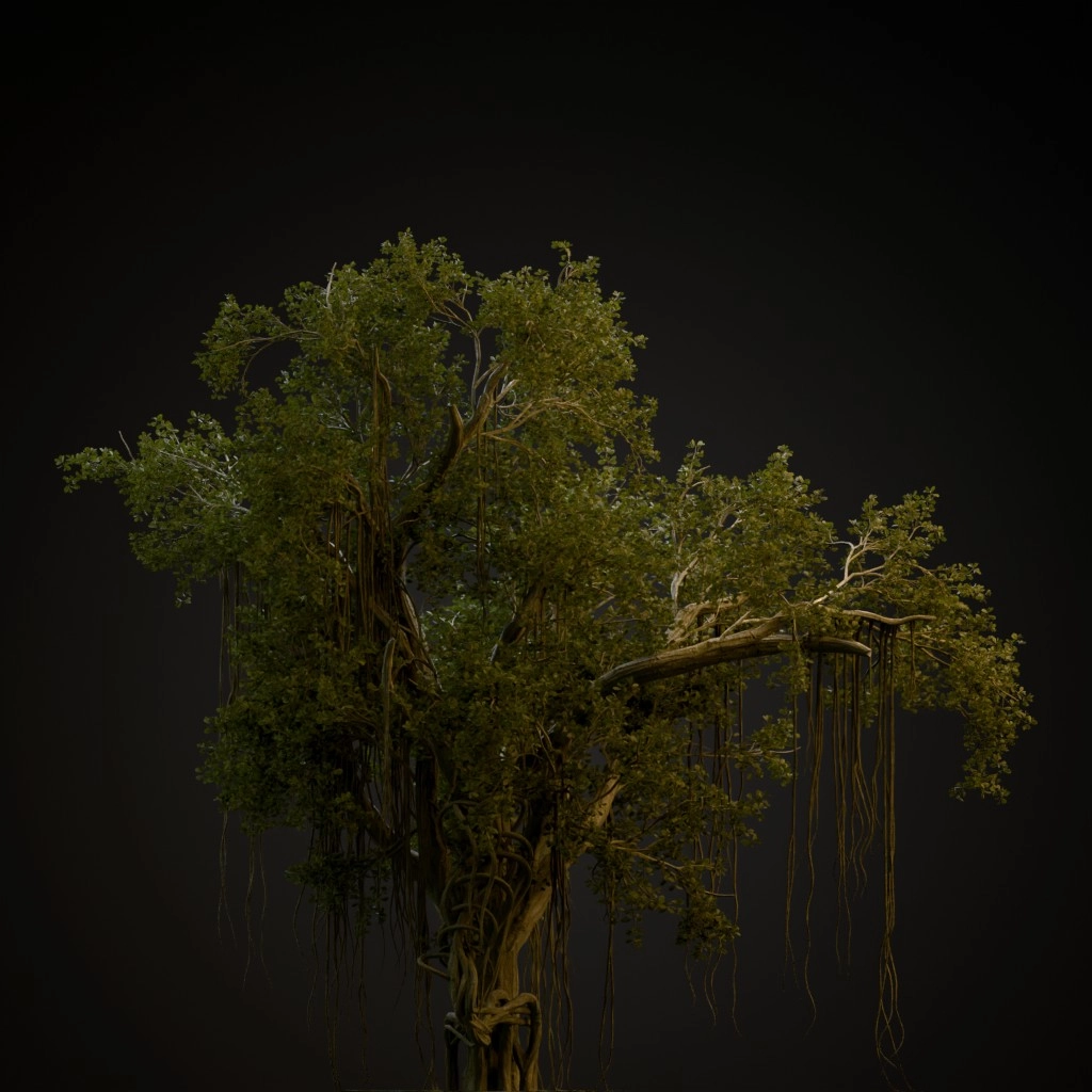 Chinese Banyan