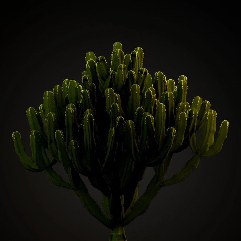 Candelabra Tree