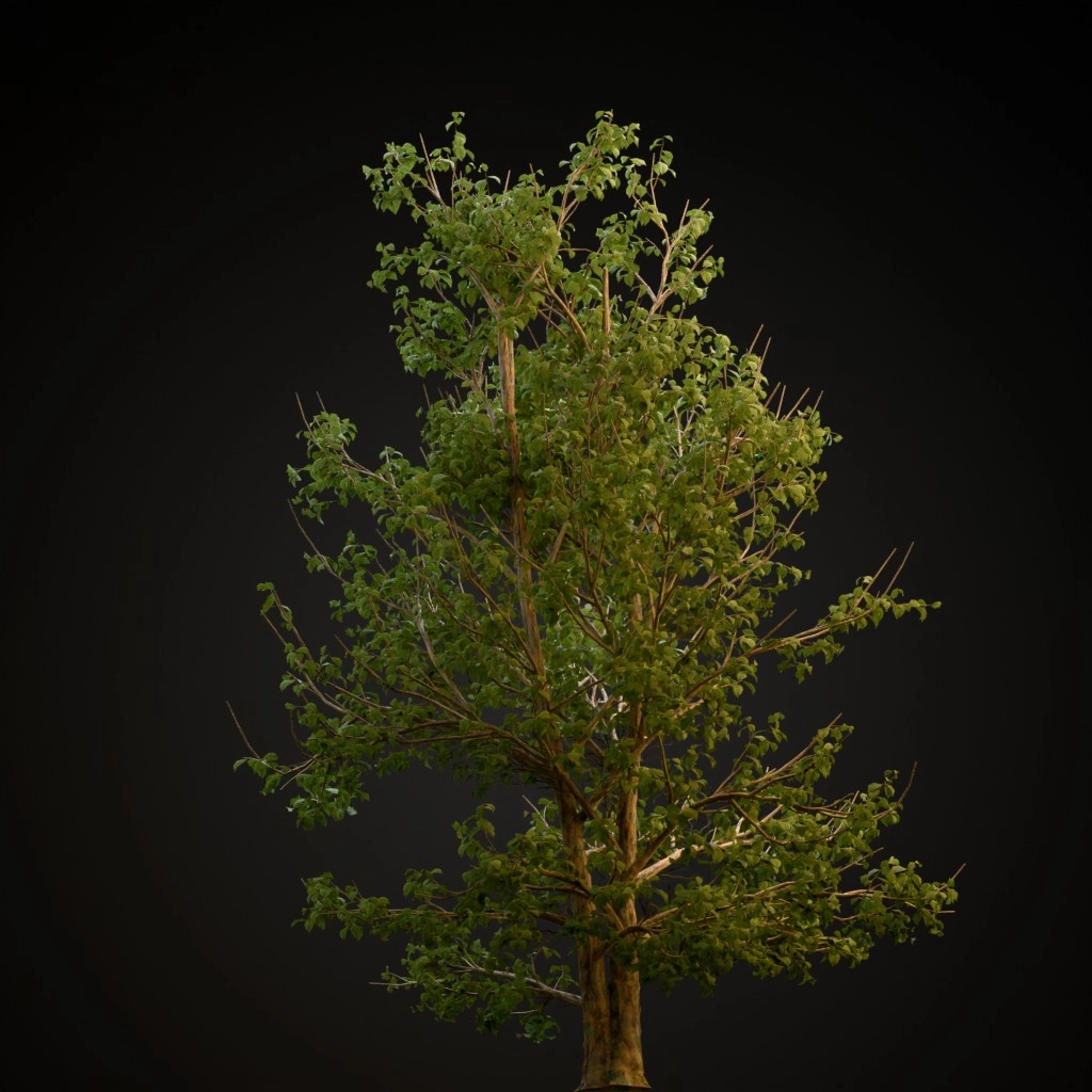 Korean Stewartia