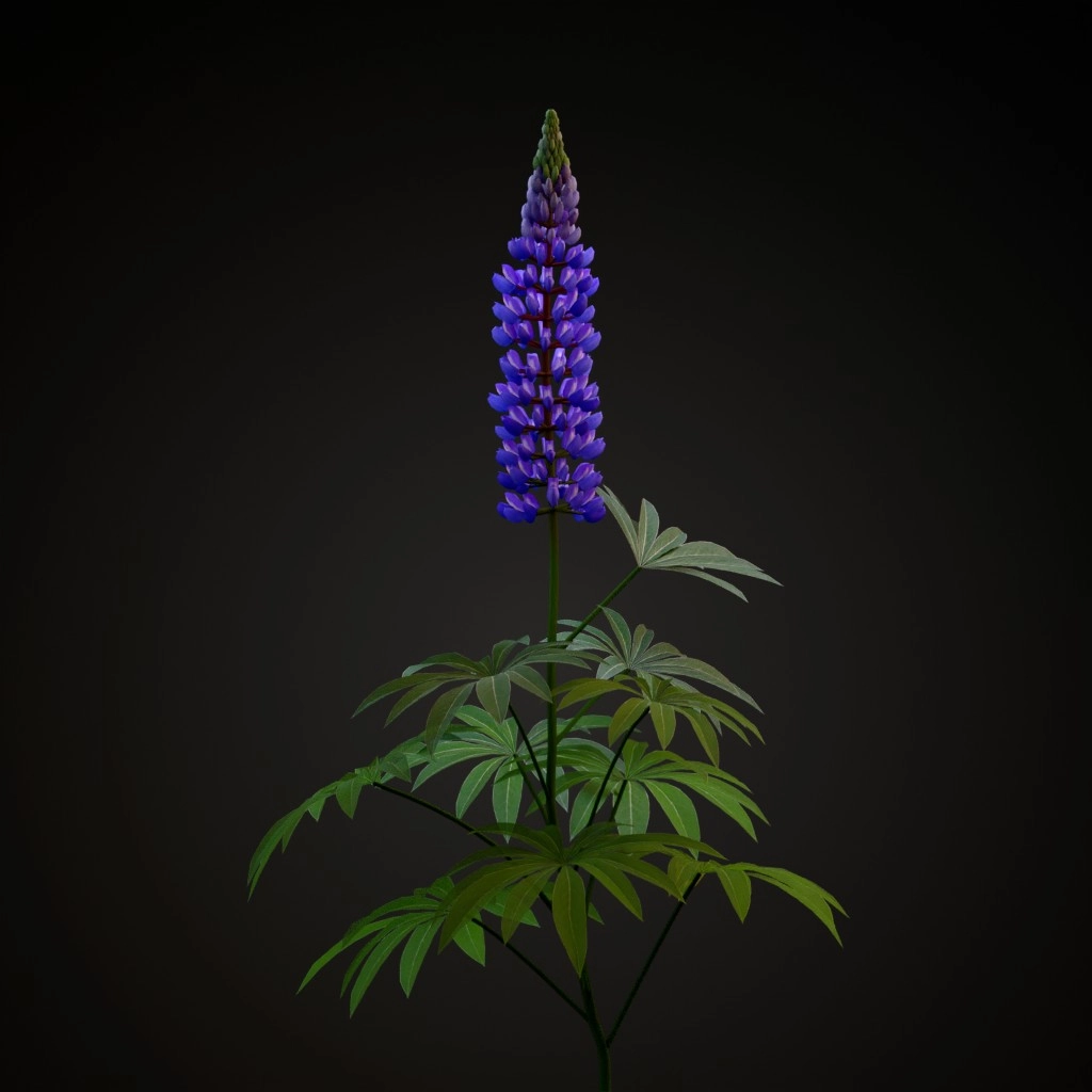 Bigleaf Lupine