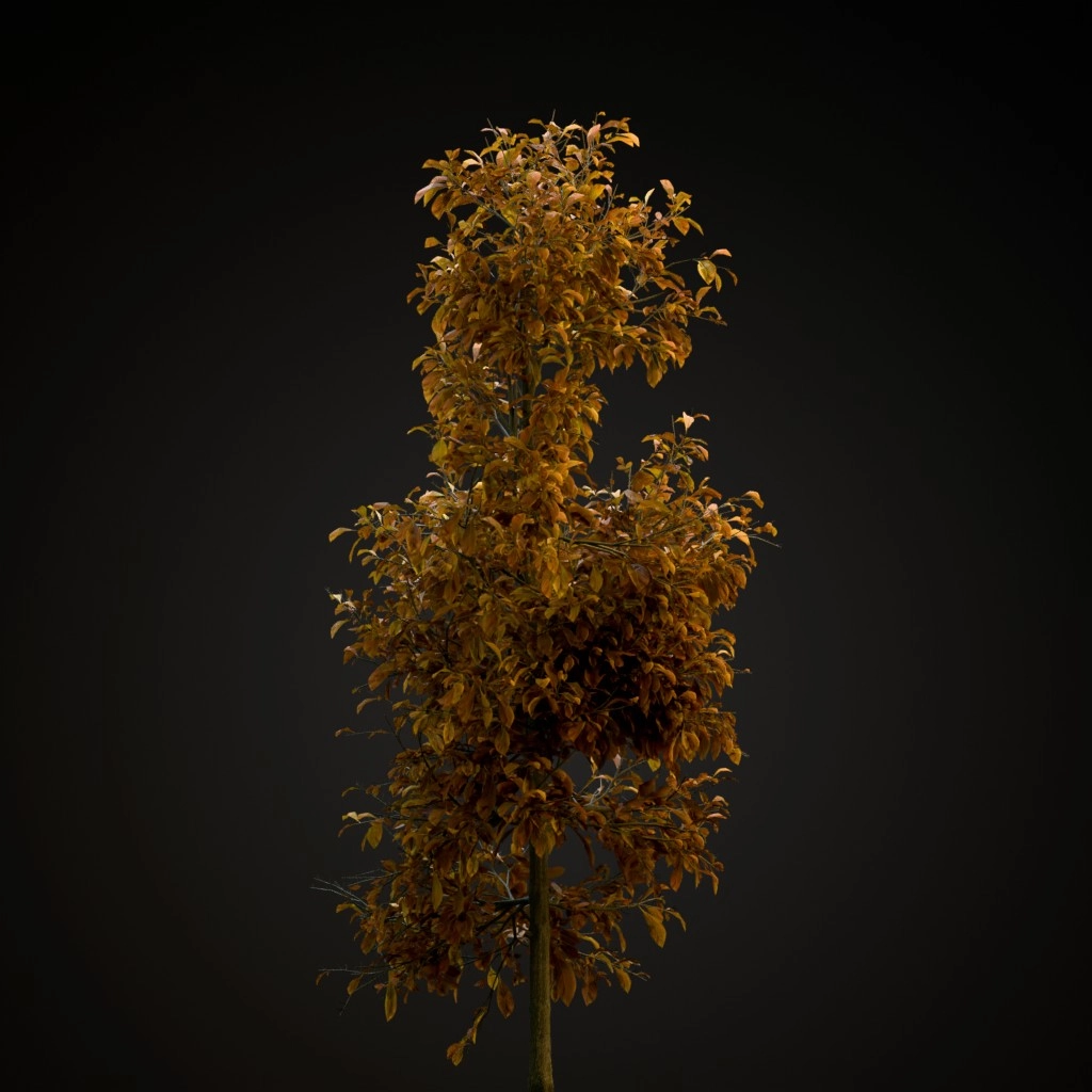 Sourwood