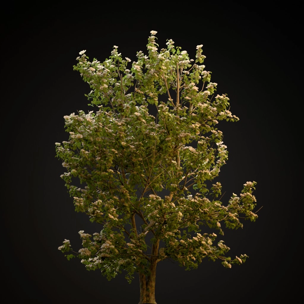 Korean Stewartia