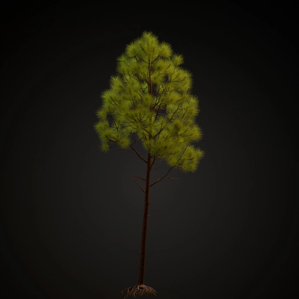 Slash Pine V2