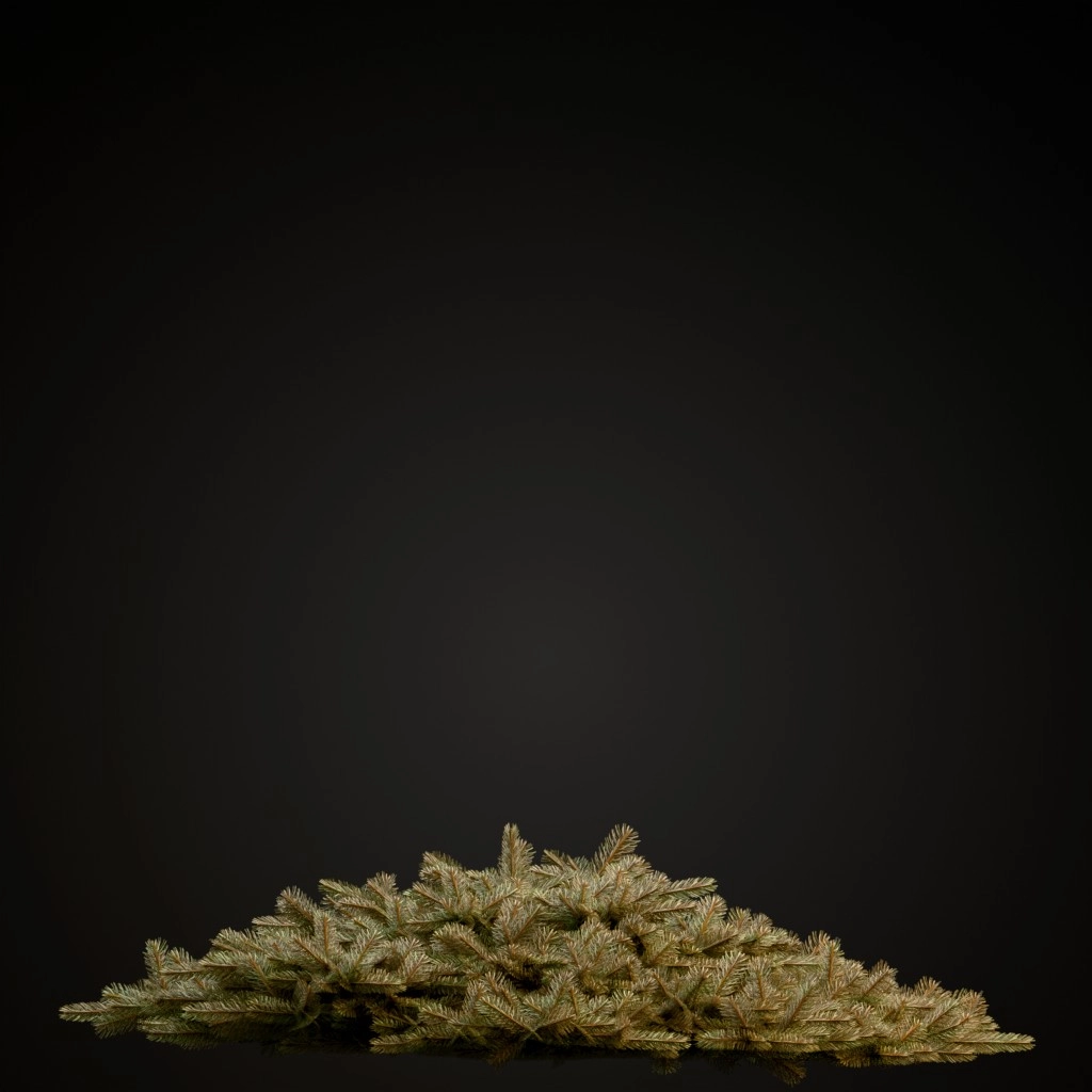 Ericoides Black Spruce