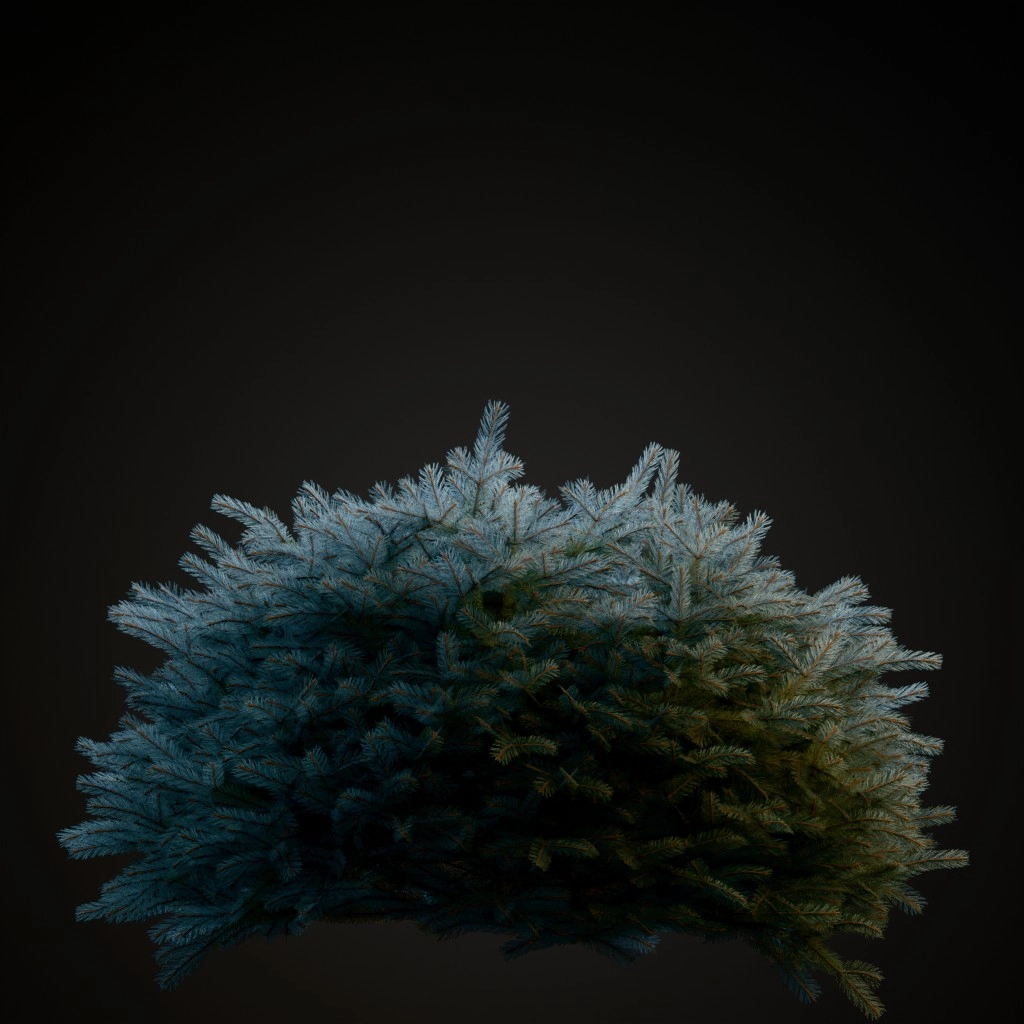 Globe Blue Spruce