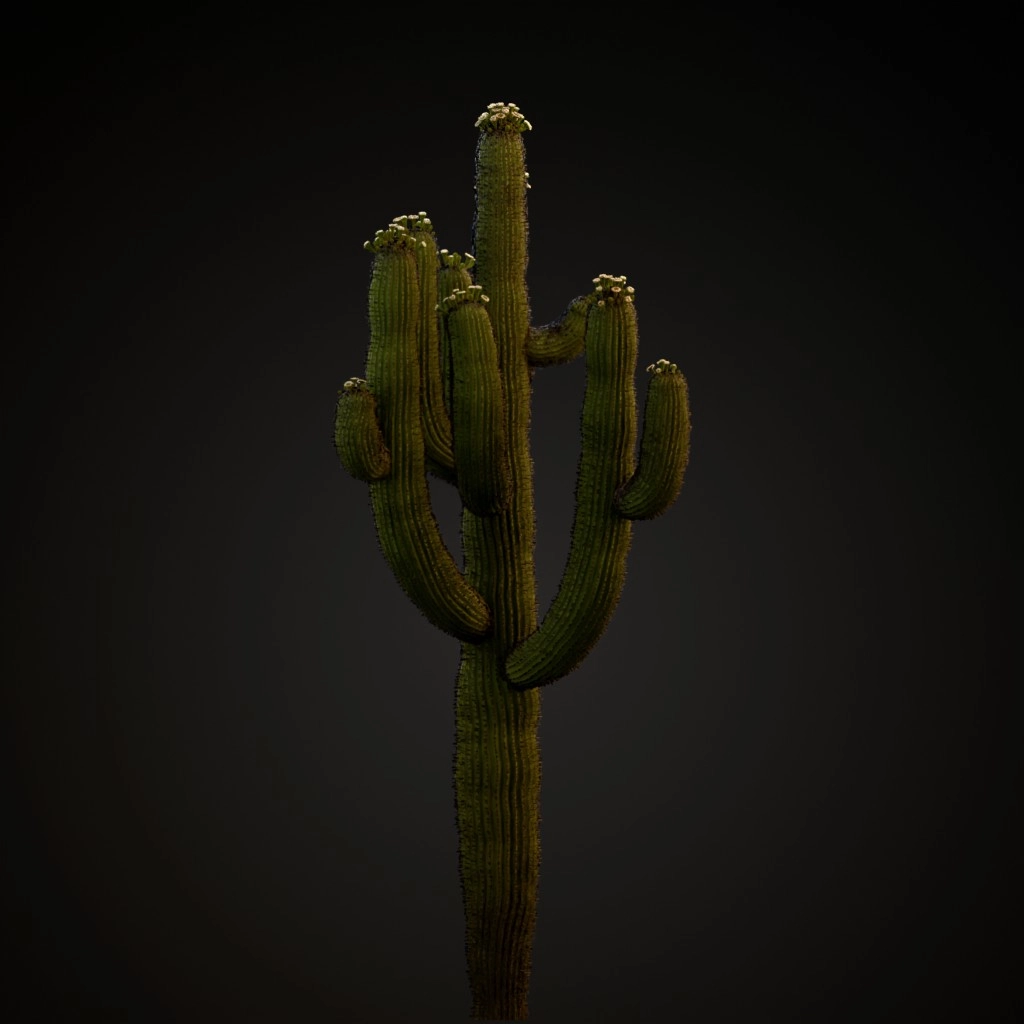 Saguaro Cactus