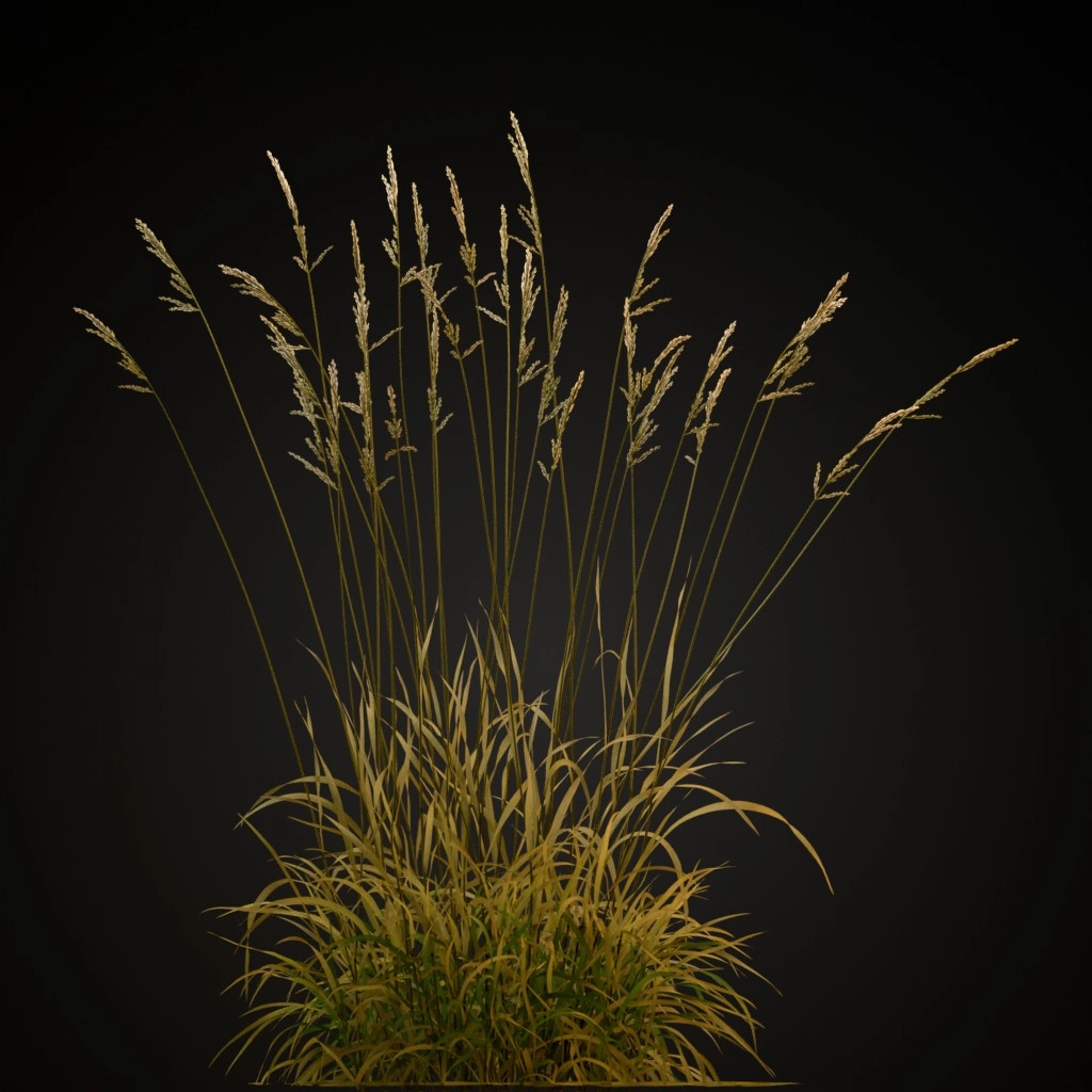 Tall Fescue