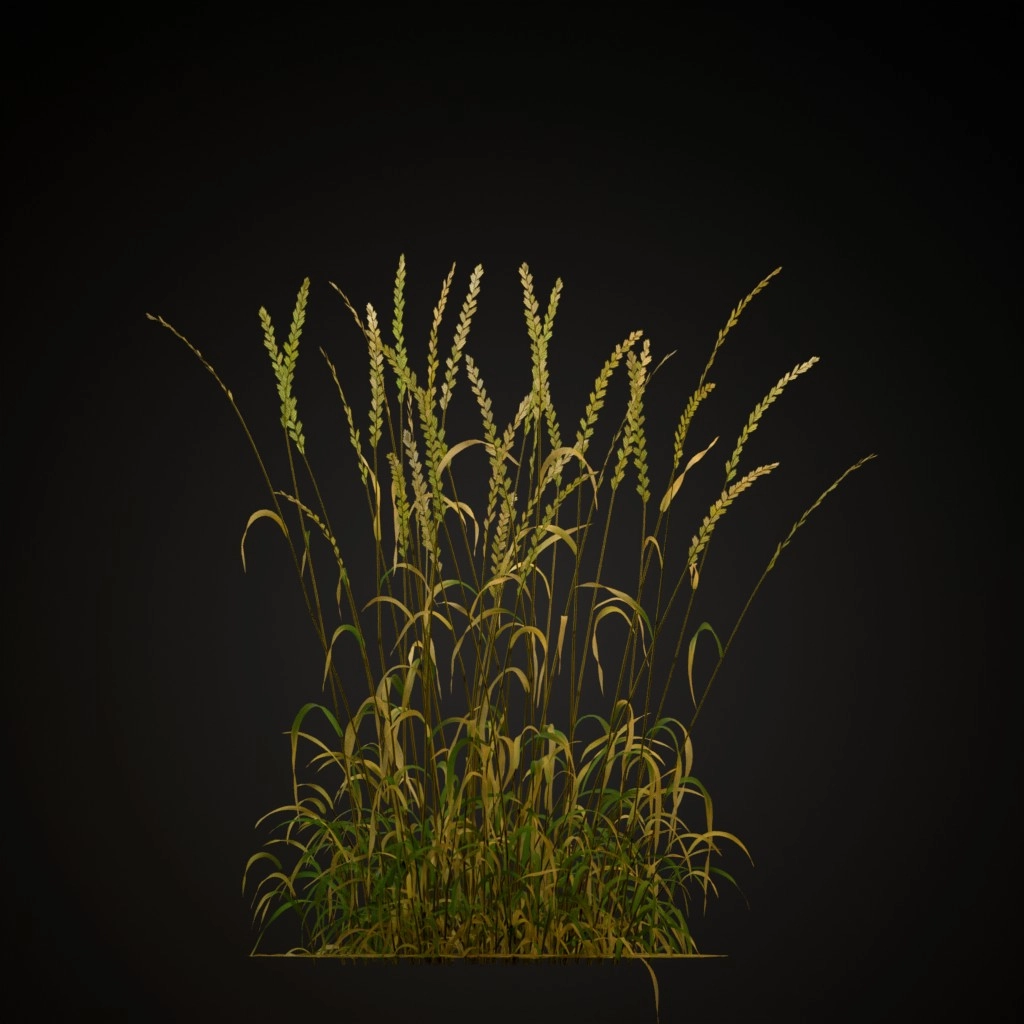 Perennial Ryegrass