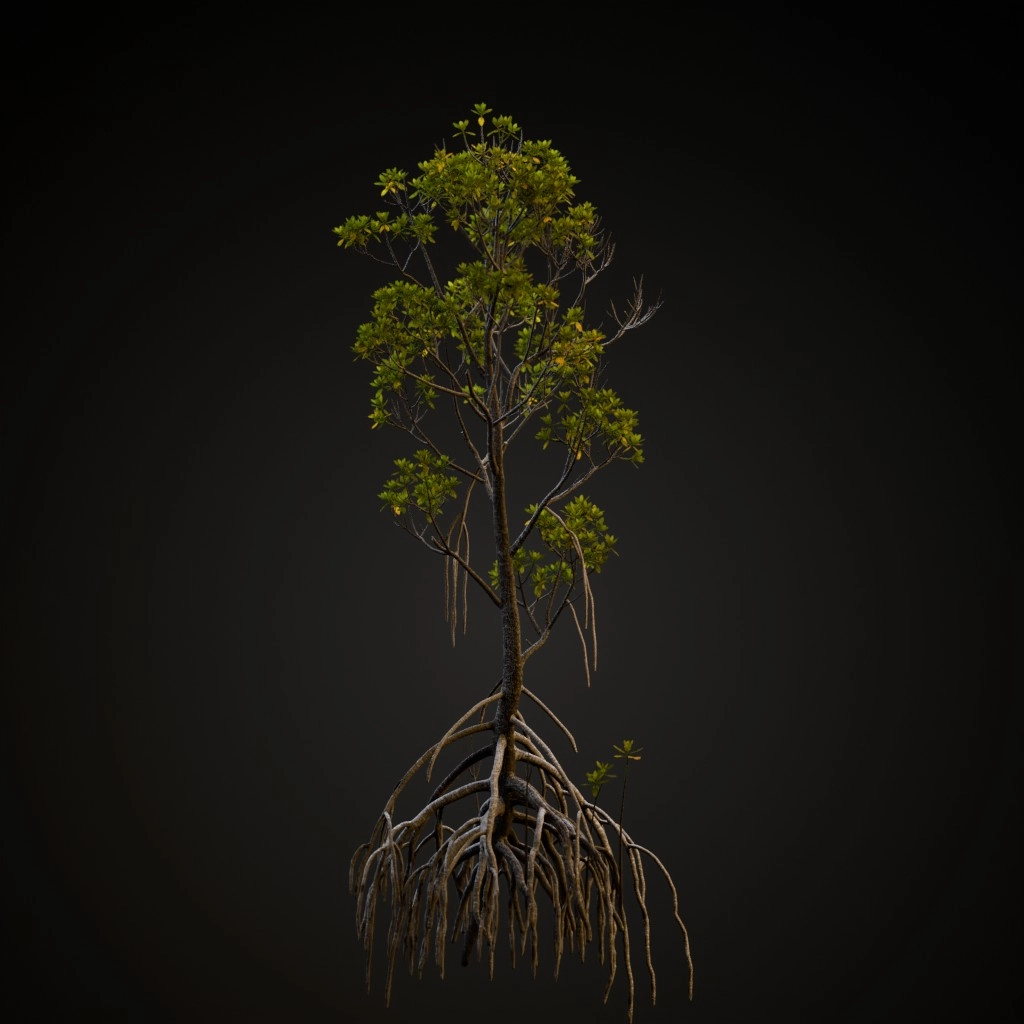 Mangrove