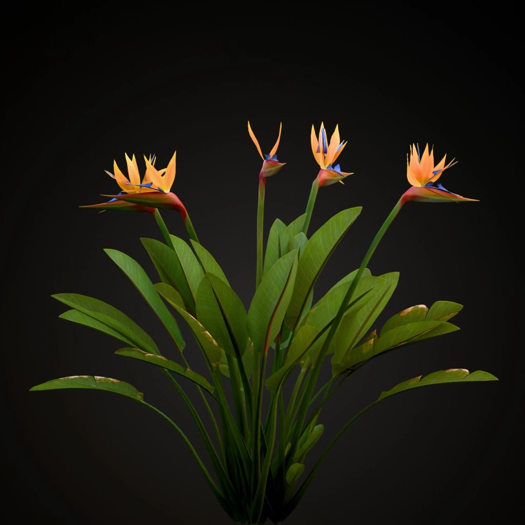 Bird of Paradise