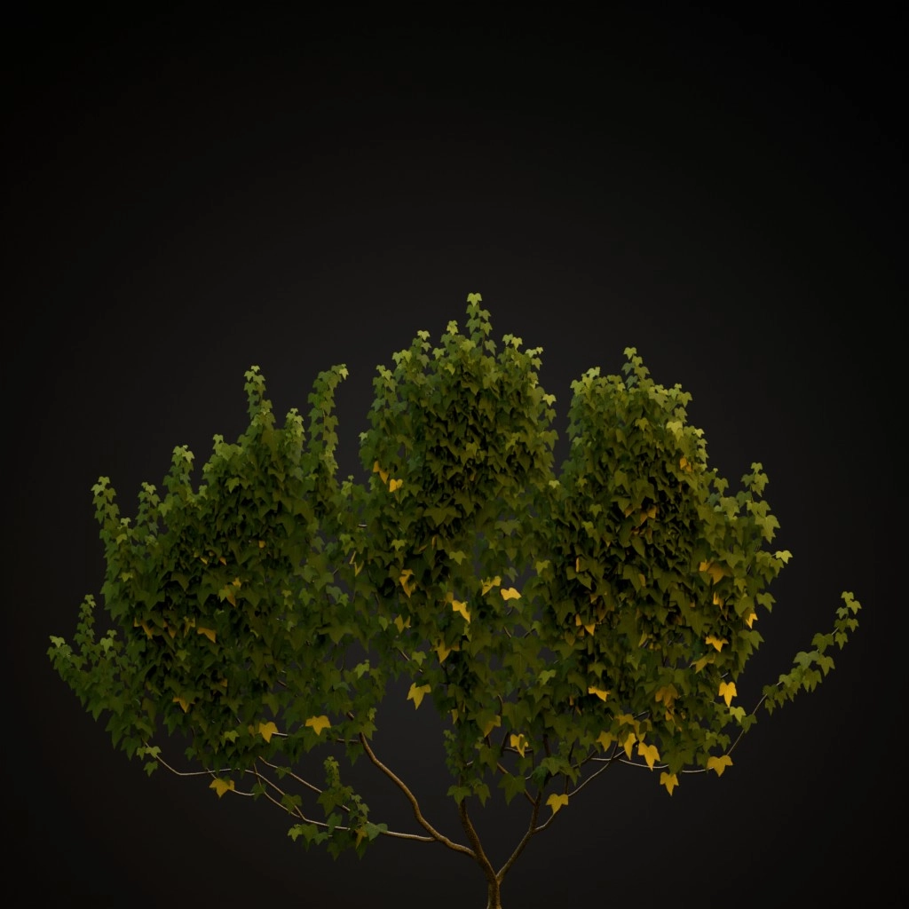 English Ivy