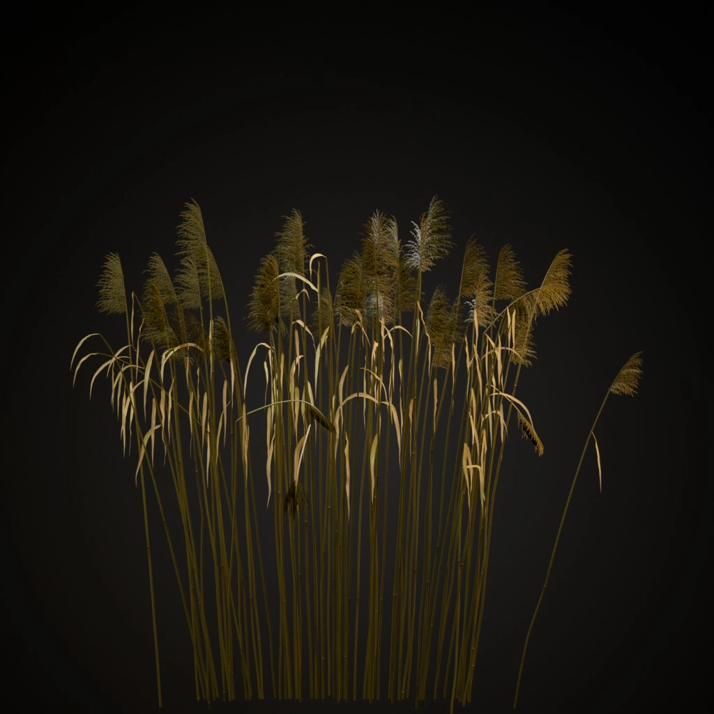Common Reed