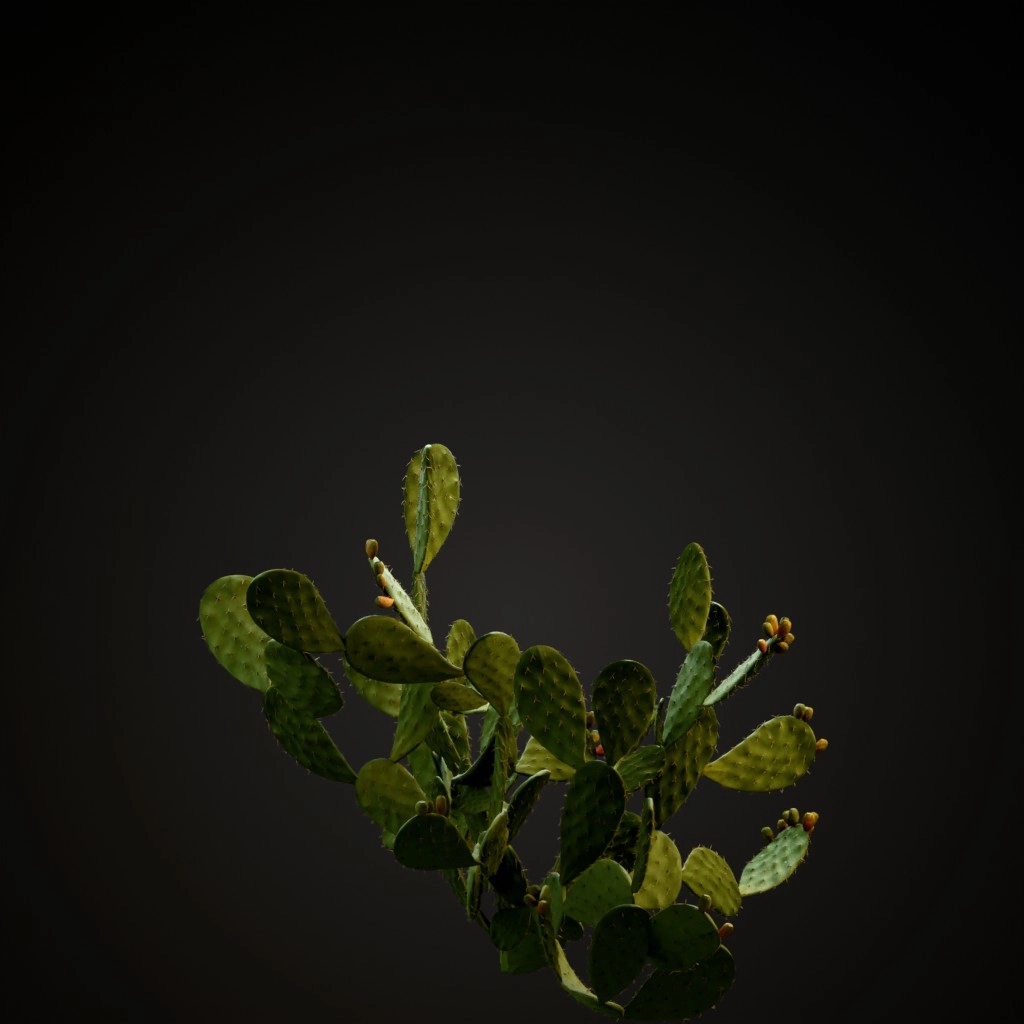 Prickly Pear Cactus