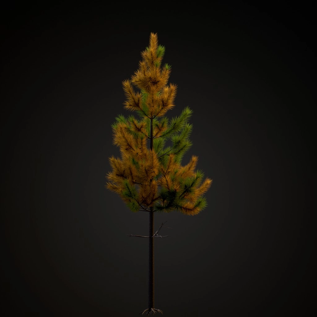 Rocky Mountain Lodgepole V2