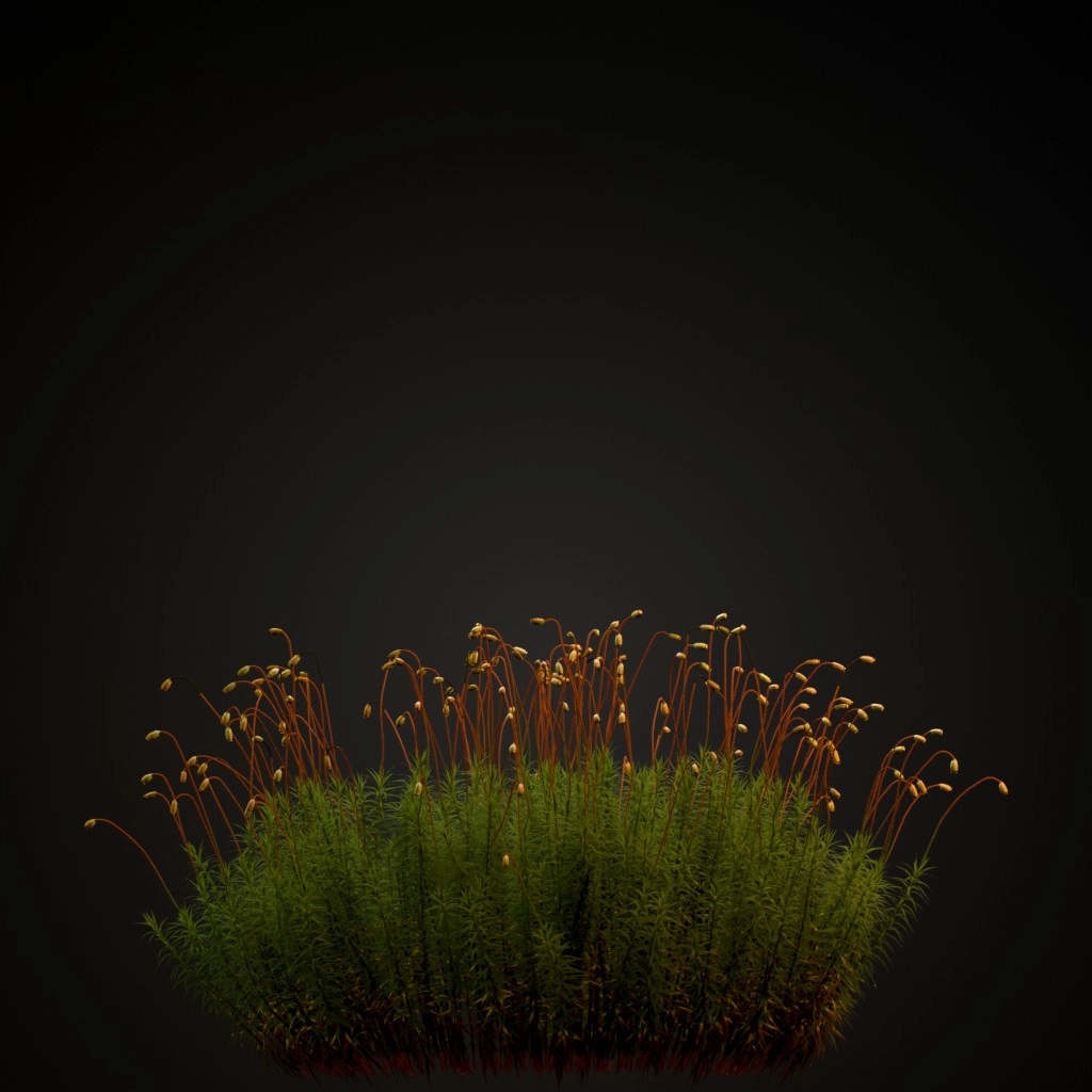 Common Haircap Moss