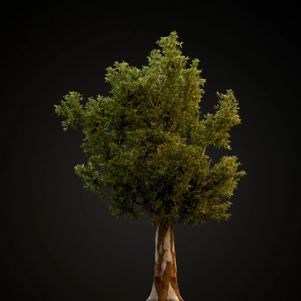 Red Gum